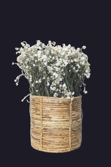 Ammobium