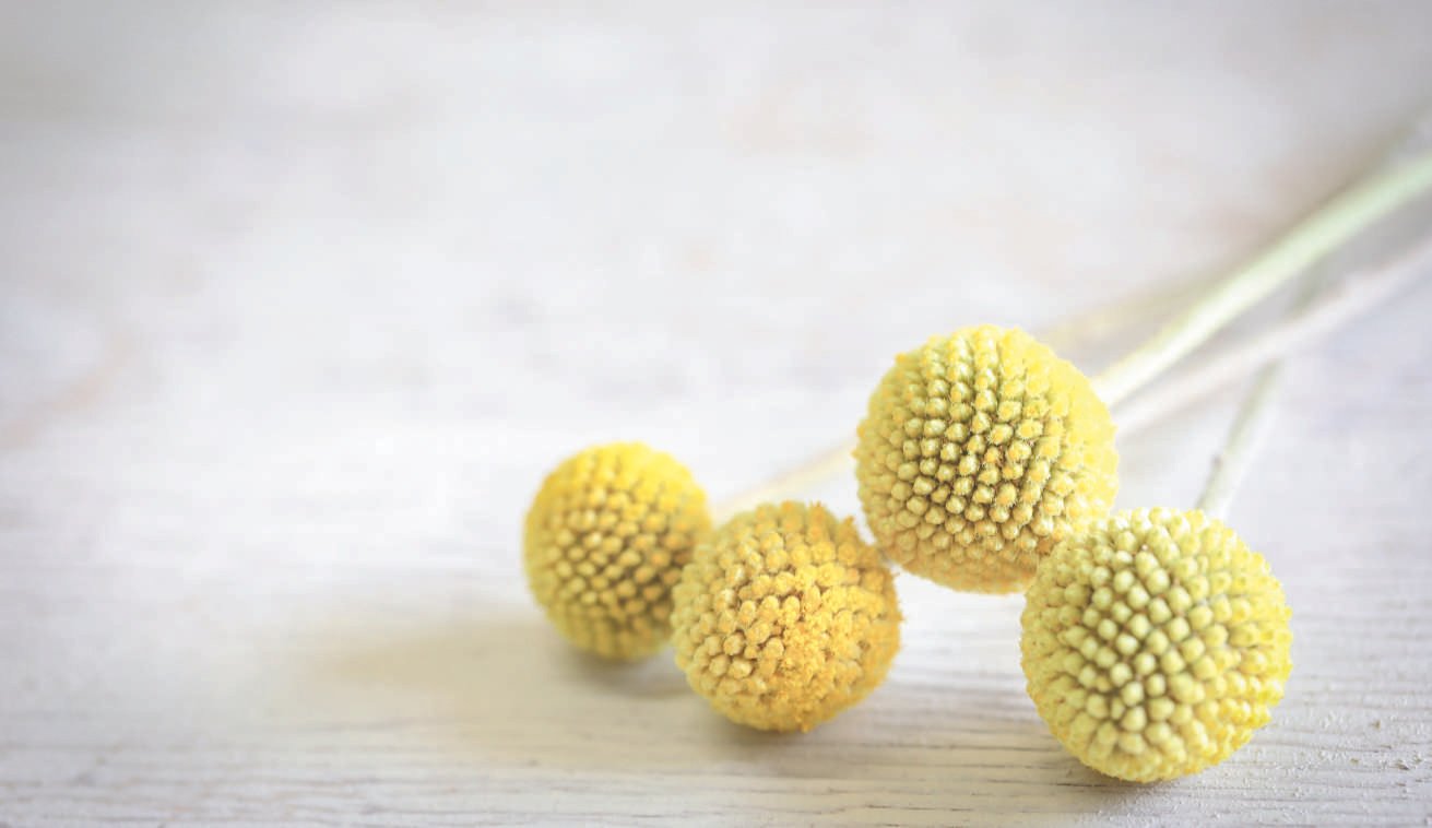 Billy Buttons