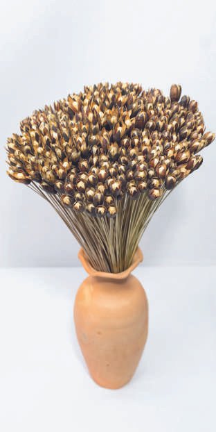Cedrela