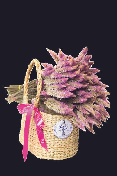 Celosia Flamingo