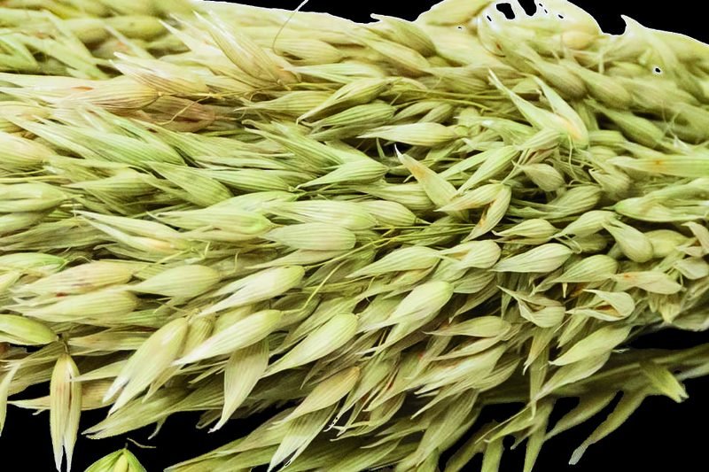 Dried Oats