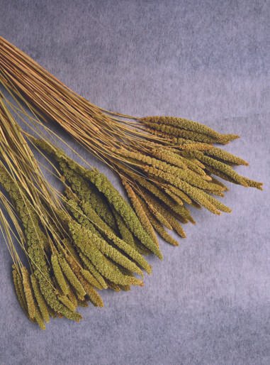 Foxtail Millet