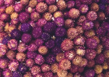 Gomphrena