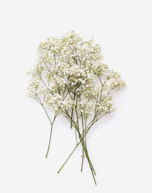 Gypsophila