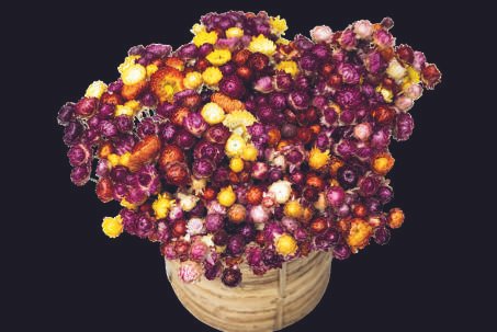 Helichrysum