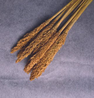 Millet