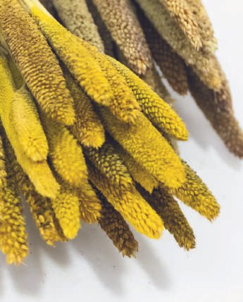 Pearl Millet