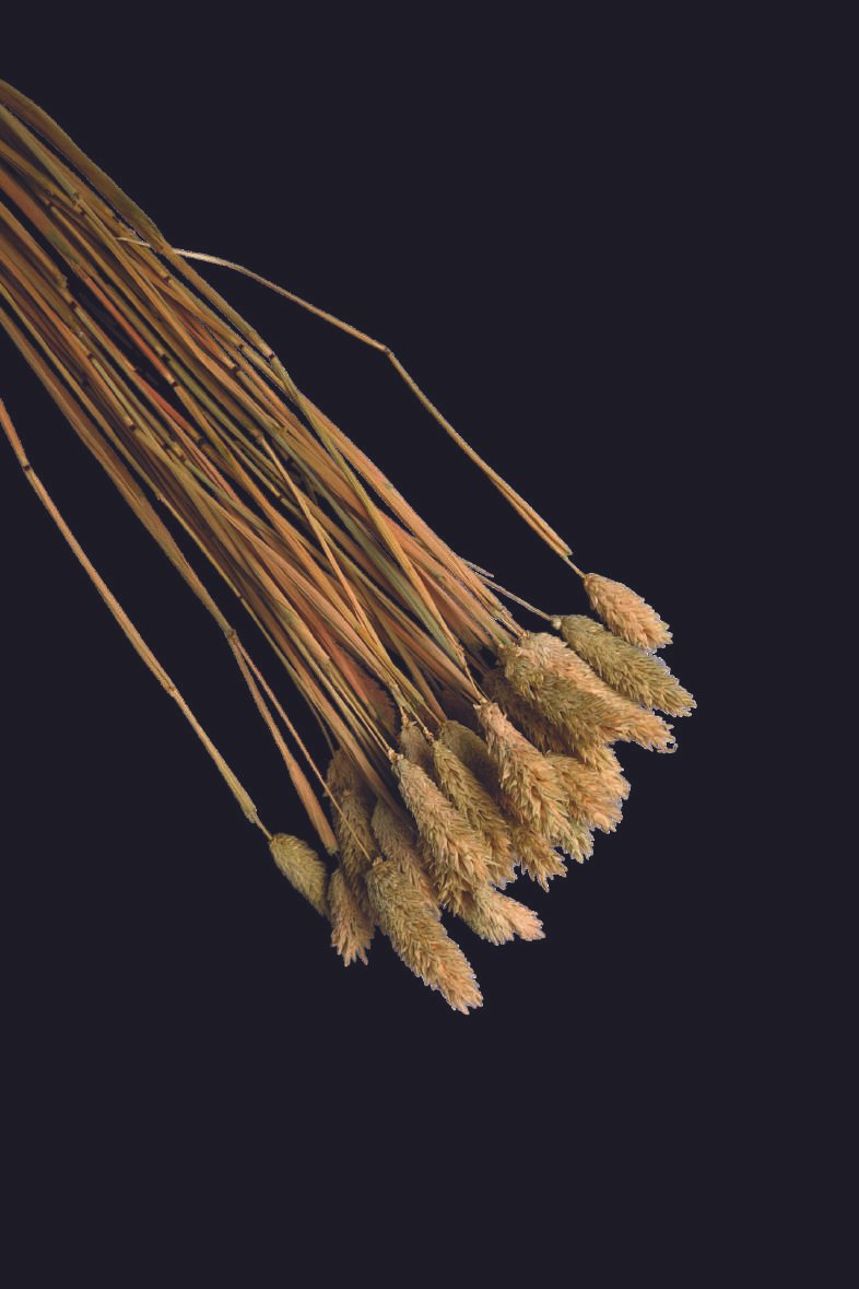 Phalaris