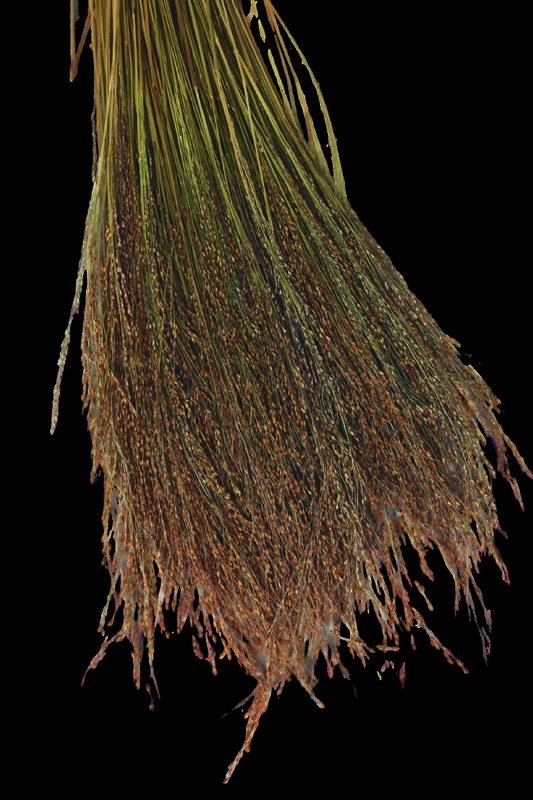 Violaceum