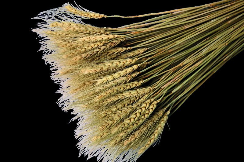 Wheat