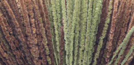 Wild Weed Grass